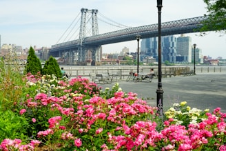 pink flowers near bridge