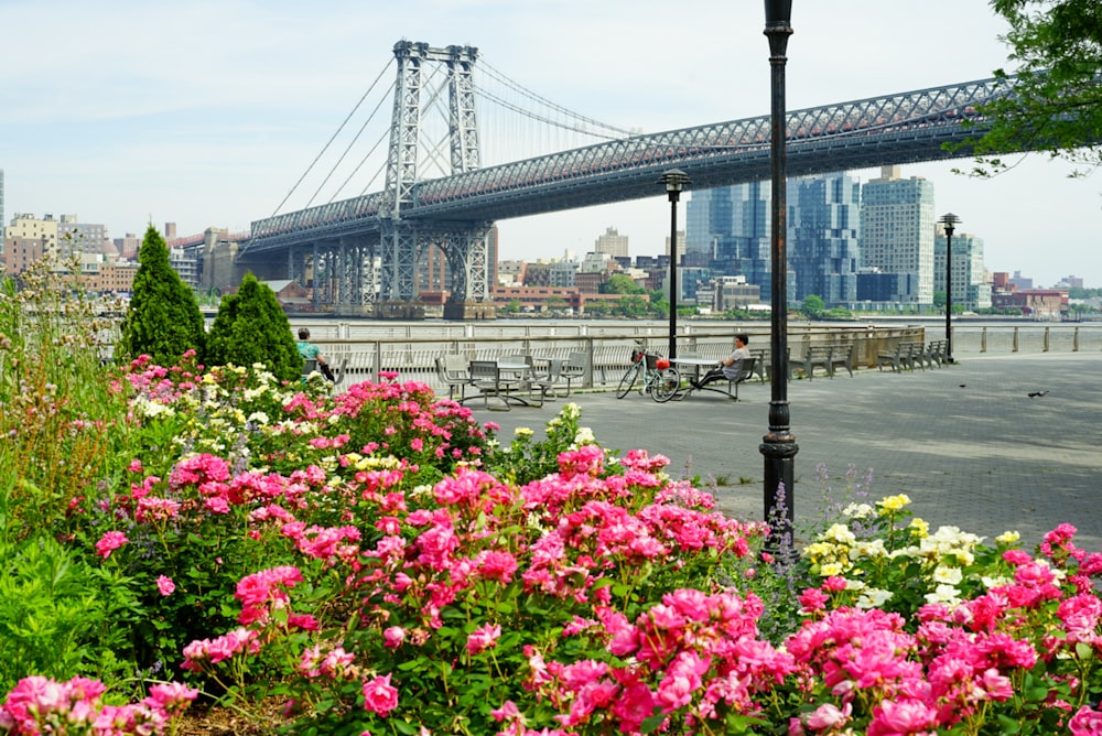 pink flowers near bridge