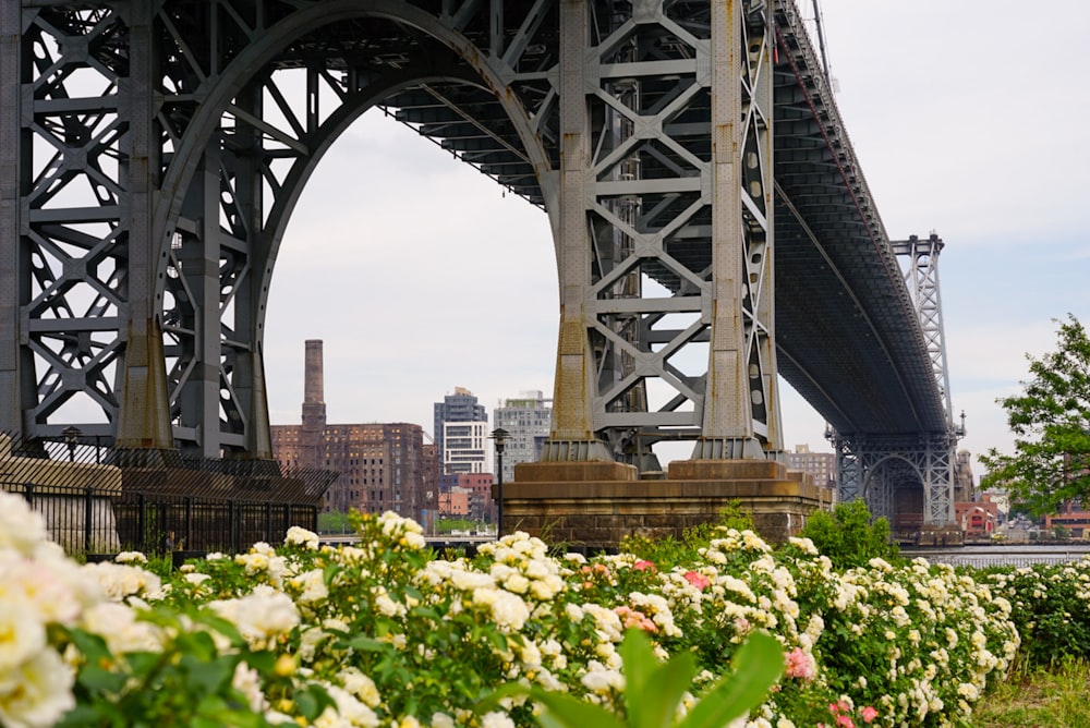 yellow flowers near bridge during daytime