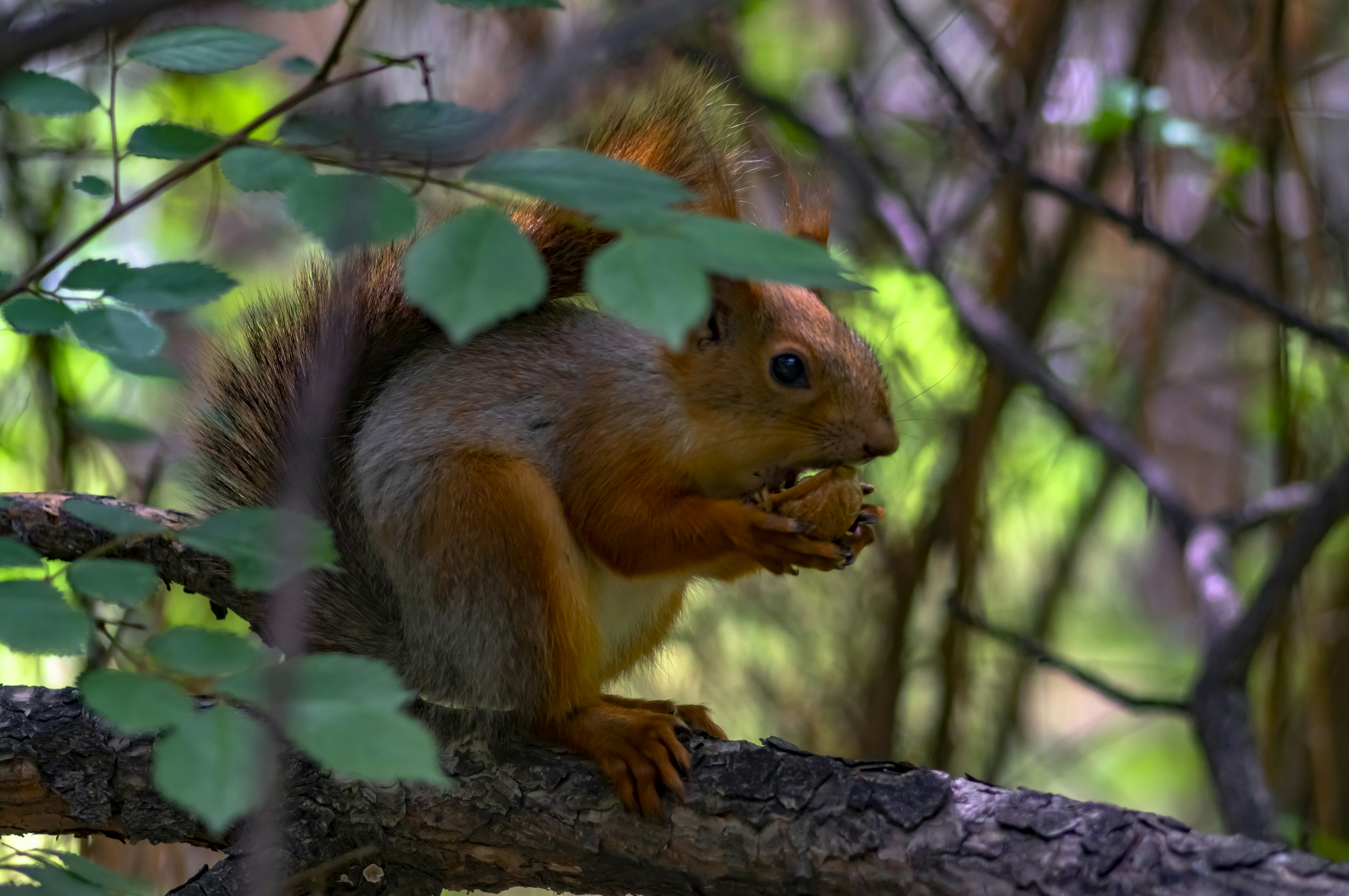 brown raccoon standing on branch, 