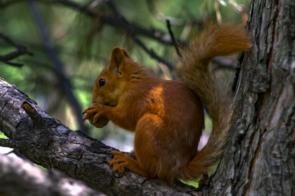 brown squirrel on tree