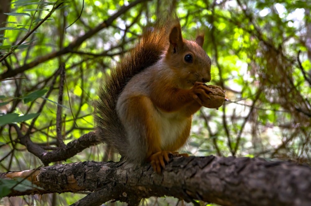 foto de foco raso de esquilo marrom