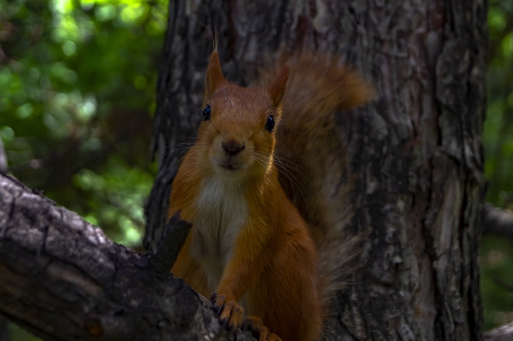 Rotes Eichhörnchen tagsüber auf Ast