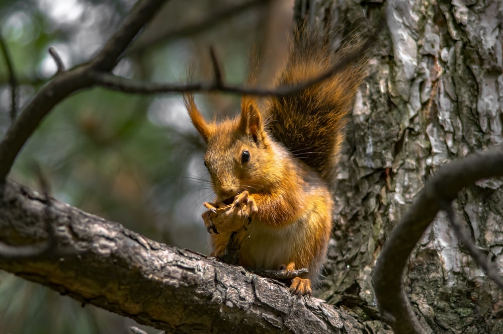 shallow focus photo of brown squirrel