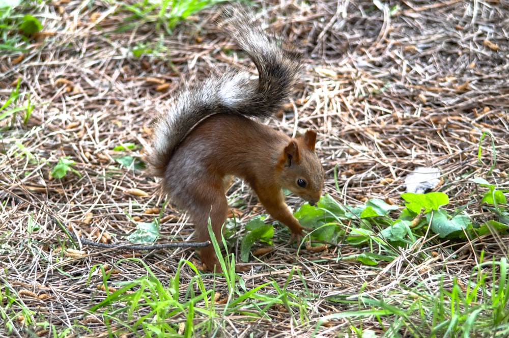 braunes Eichhörnchen auf dem Boden