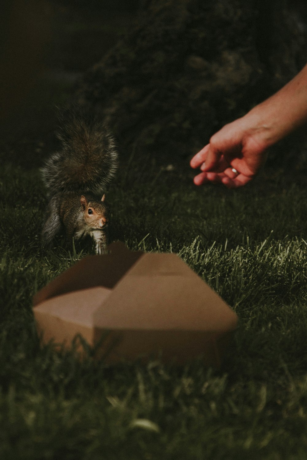 squirrel walking on green grass