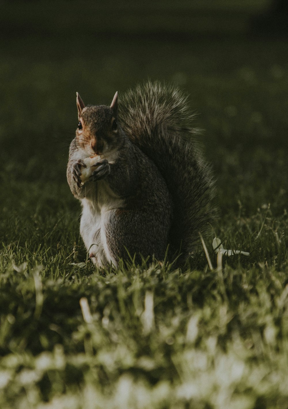 Eichhörnchen tagsüber auf Gras