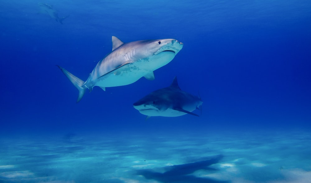 two black sharks in water