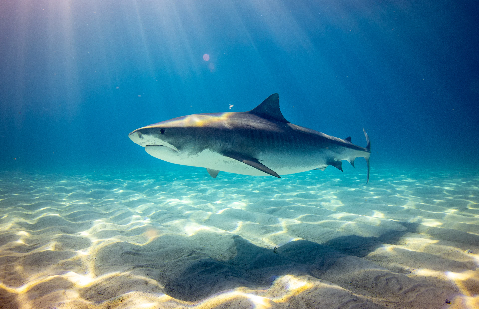 Reef shark cruising through open blue water