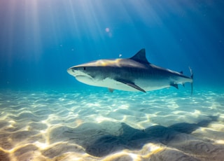 black shark underwater photo