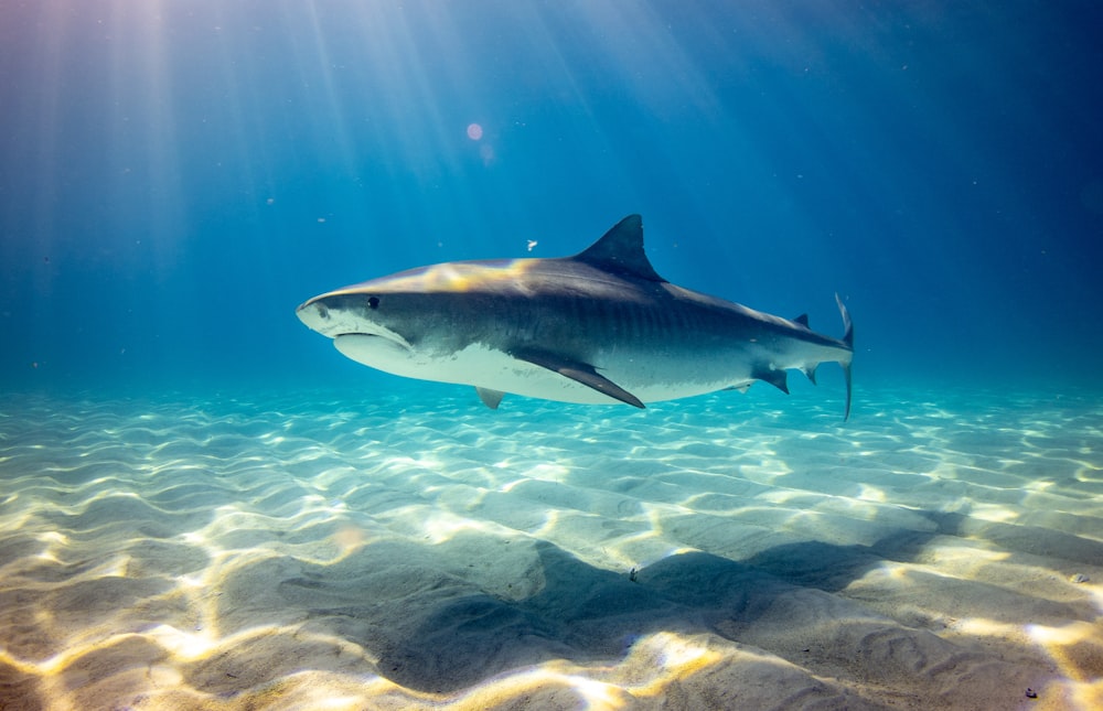 black shark underwater photo