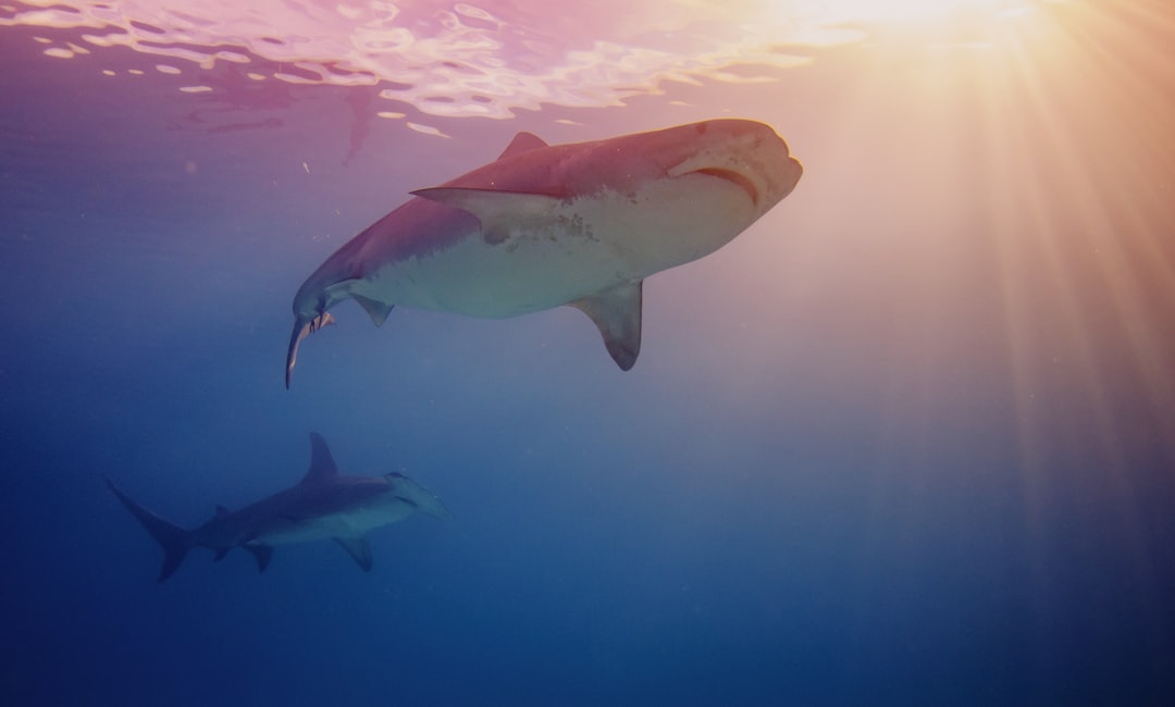 Diving with sharks in the Bahamas (tiger shark, hammerhead shark)