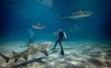 A group of scuba divers is underwater surrounded by several large sharks. The divers are equipped with diving gear including oxygen tanks, masks, and fins. The sandy ocean floor is visible, and the water appears clear, with a deep blue hue. Sunlight penetrates the water, creating patterns on the ocean bed.
