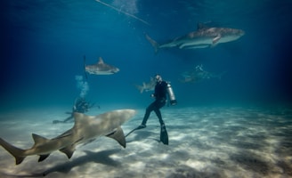 A group of scuba divers is underwater surrounded by several large sharks. The divers are equipped with diving gear including oxygen tanks, masks, and fins. The sandy ocean floor is visible, and the water appears clear, with a deep blue hue. Sunlight penetrates the water, creating patterns on the ocean bed.