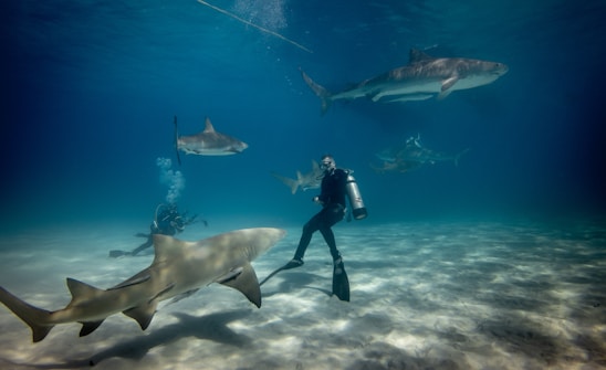 A group of scuba divers is underwater surrounded by several large sharks. The divers are equipped with diving gear including oxygen tanks, masks, and fins. The sandy ocean floor is visible, and the water appears clear, with a deep blue hue. Sunlight penetrates the water, creating patterns on the ocean bed.