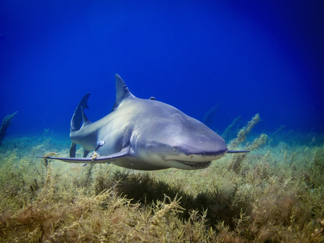 black shark photo, Diving with sharks in the Bahamas (lemon shark)