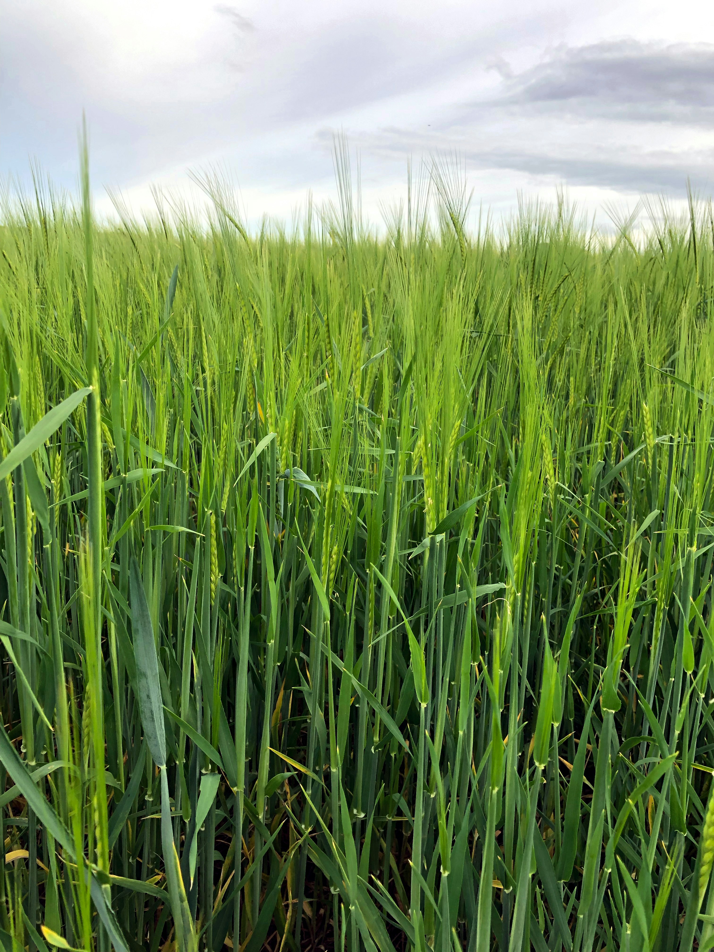 Photo by aaronrussell