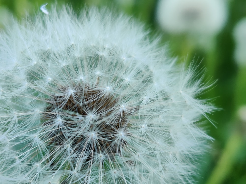 white dandelion