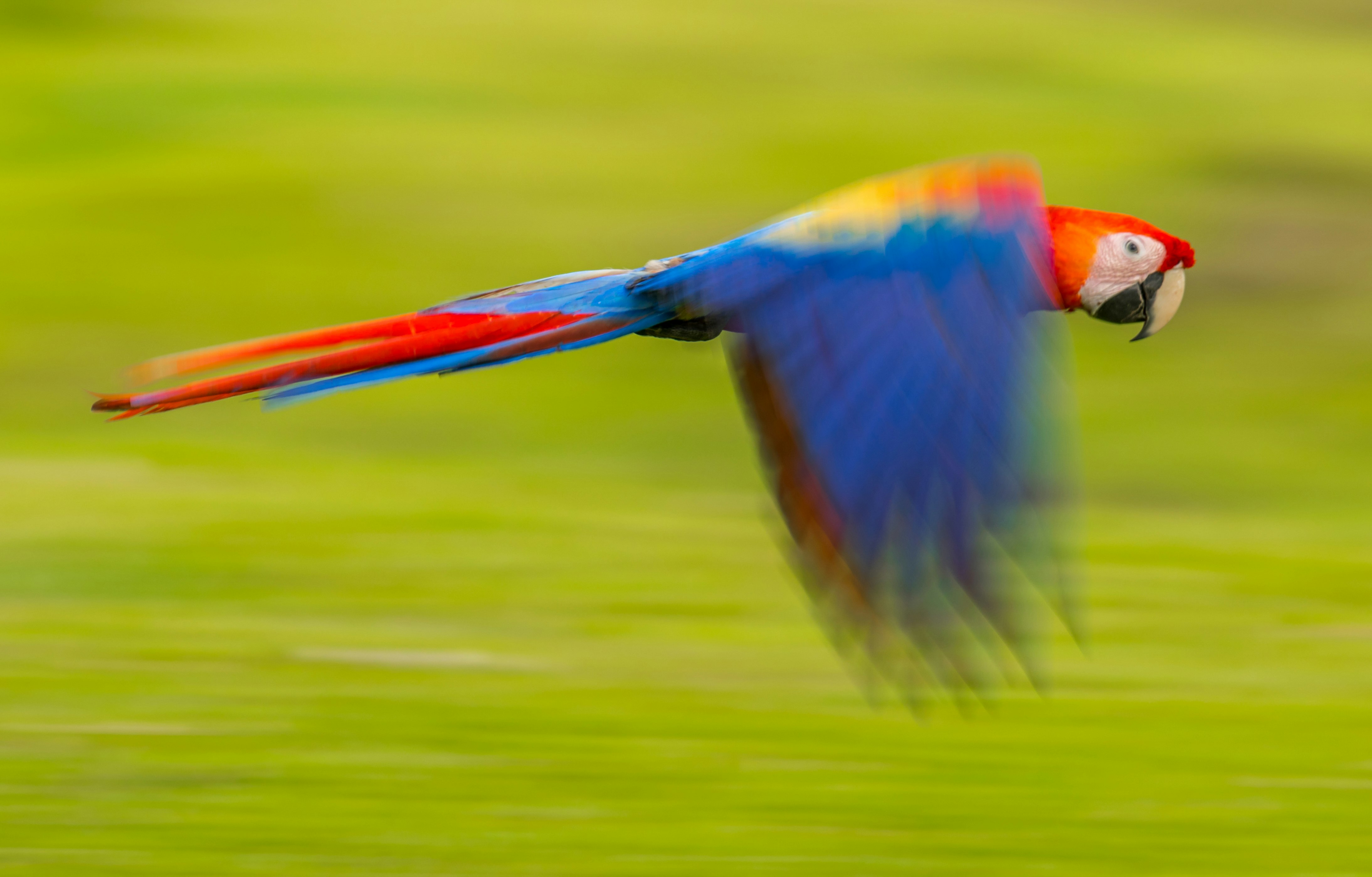 blue and red parrot
