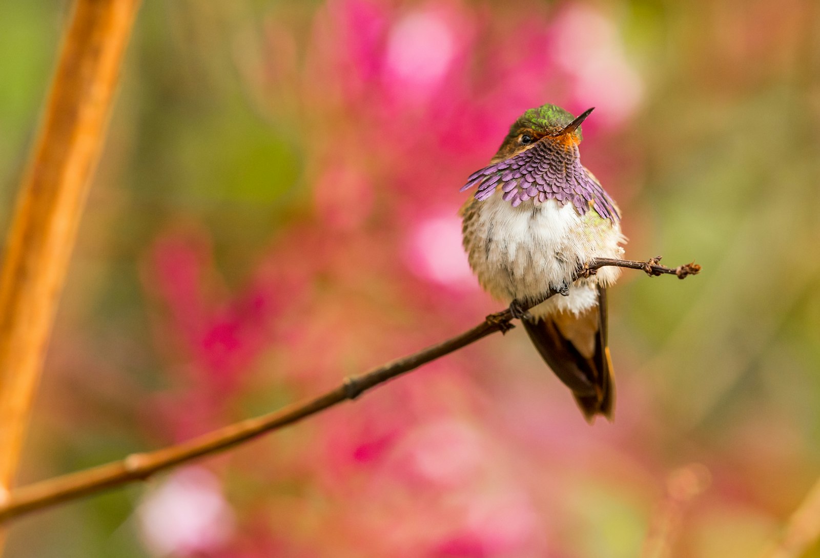 Canon EF 300mm F2.8L IS II USM sample photo. Bird perched on twig photography