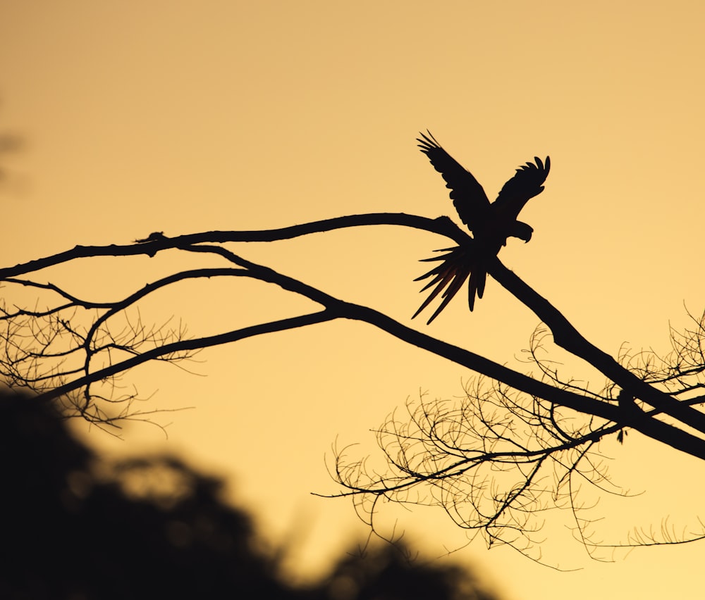 bird perching on tree branch