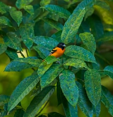 A close-up of a vibrant flame bowerbird perched amid lush green foliage.