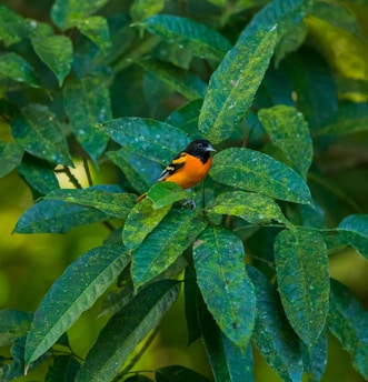 A close-up of a vibrant flame bowerbird perched amid lush green foliage.