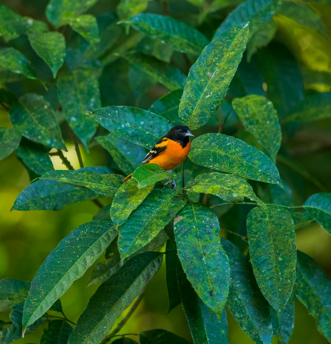 orange and black bird on plant