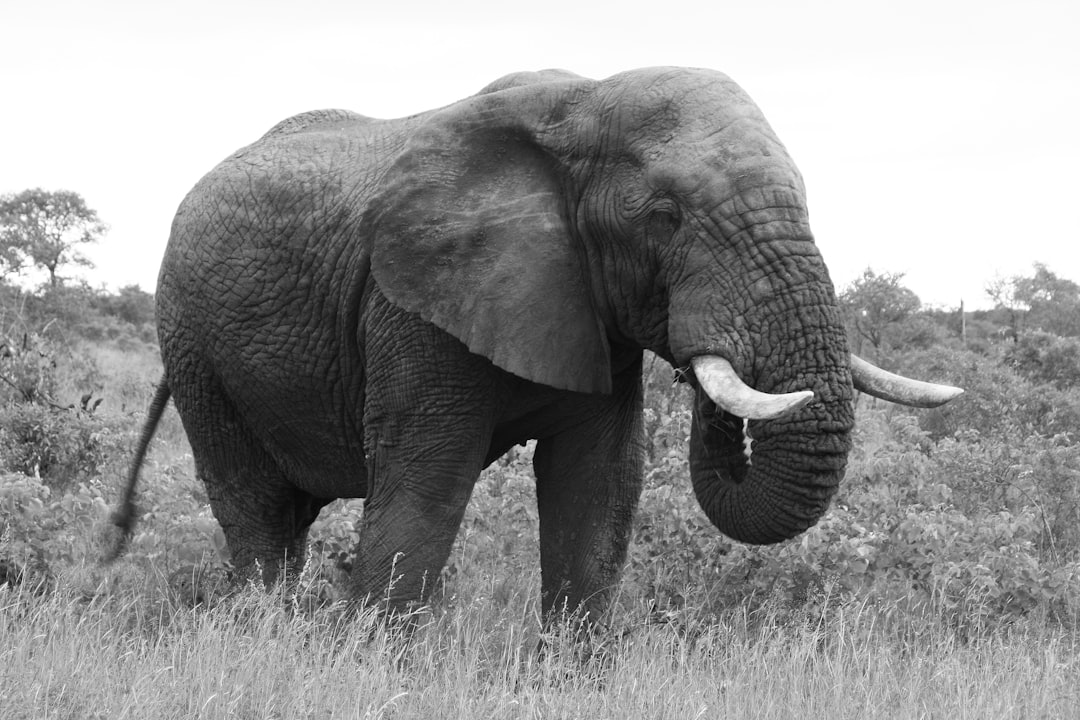 adult elephant eating on grass during day