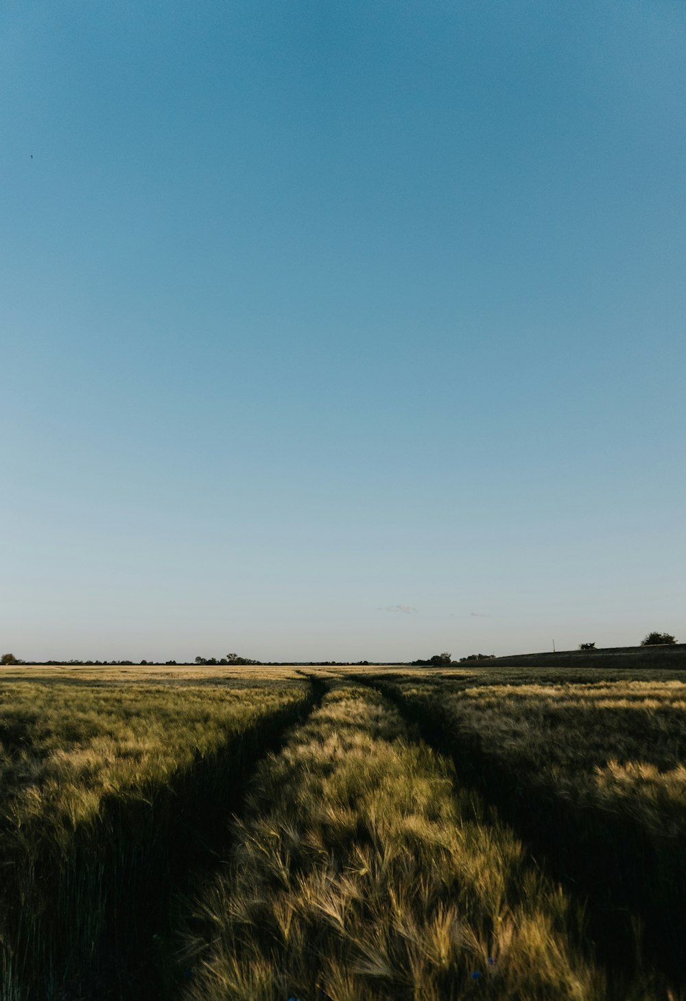 Grünes Grasfeld unter blauem Himmel