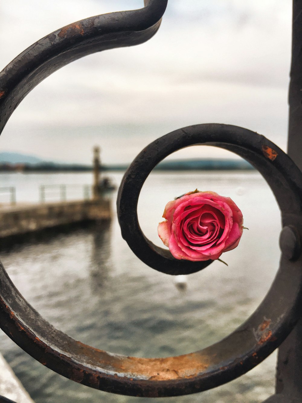 pink rose on black metal scroll