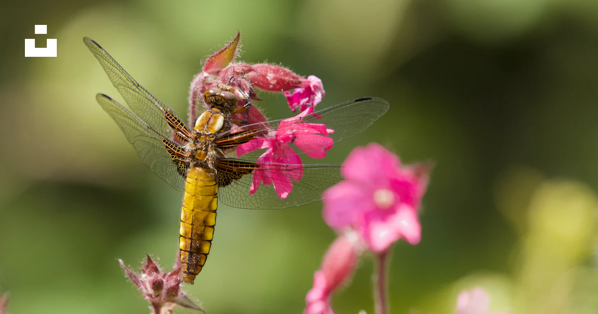 花にとまる黄色いトンボの写真 Unsplashで見つける動物の無料写真 花にとまる黄色いトンボの写真 Unsplashで見つける動物の無料写真