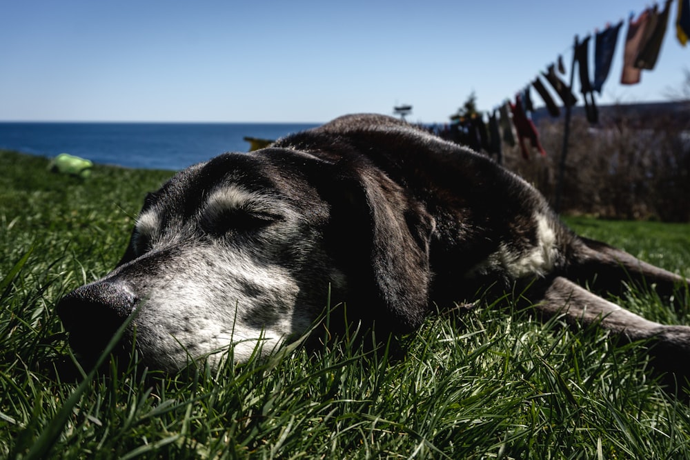 dog sleeping on grass near ocean during day