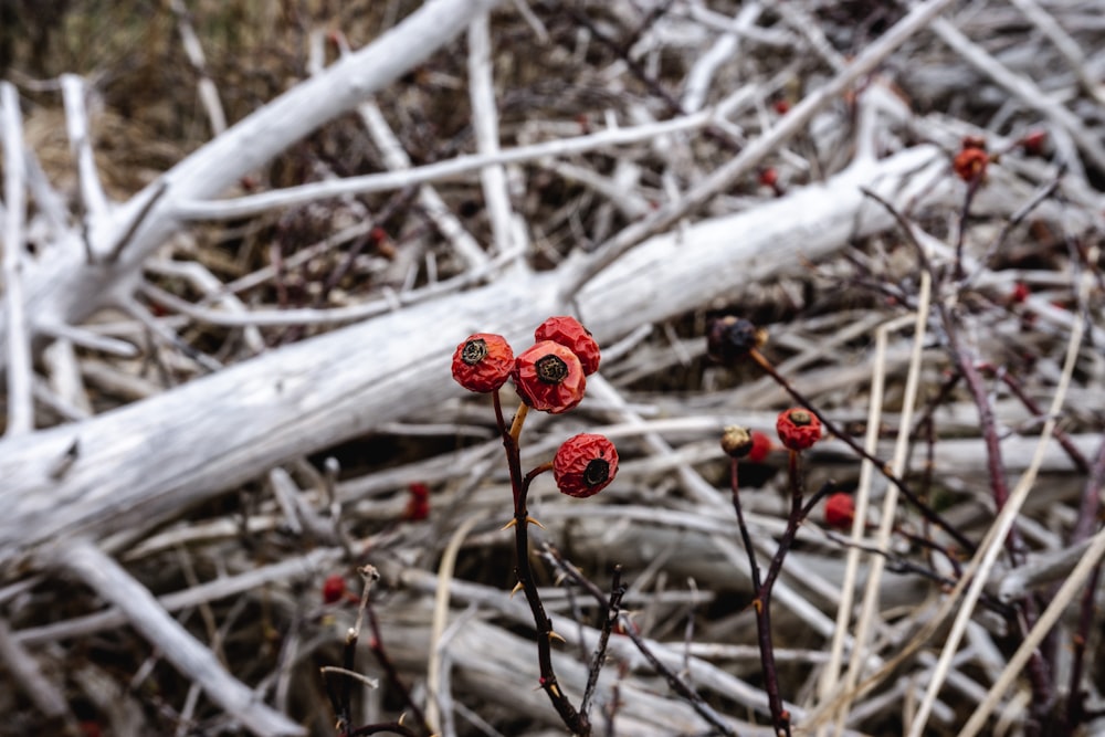 selective focus photography of red fruits