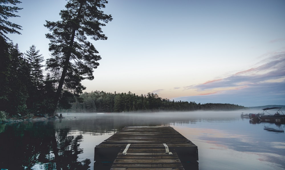 brown wooden dock near tree