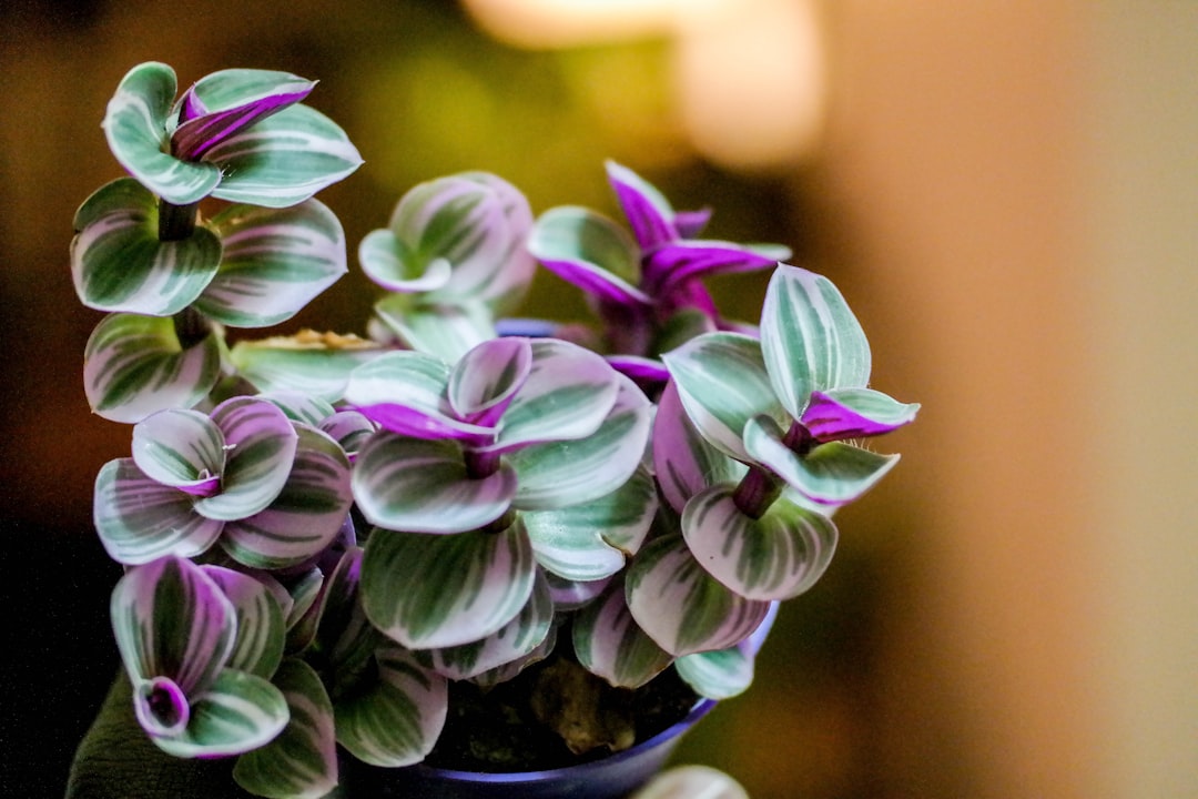 close-up photography of purple and green petaled flower