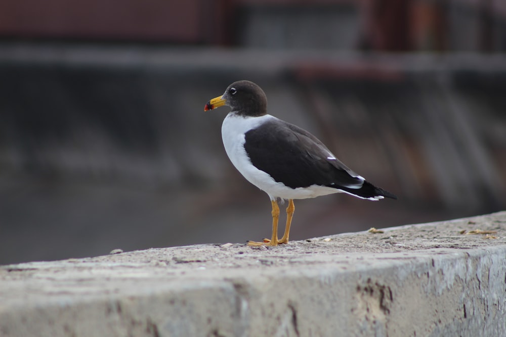 white and black bird on grey pavement