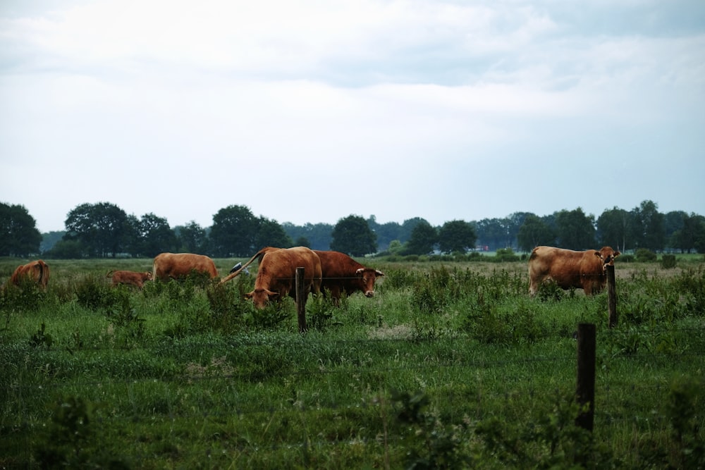 herd of cattle grazing during daytime