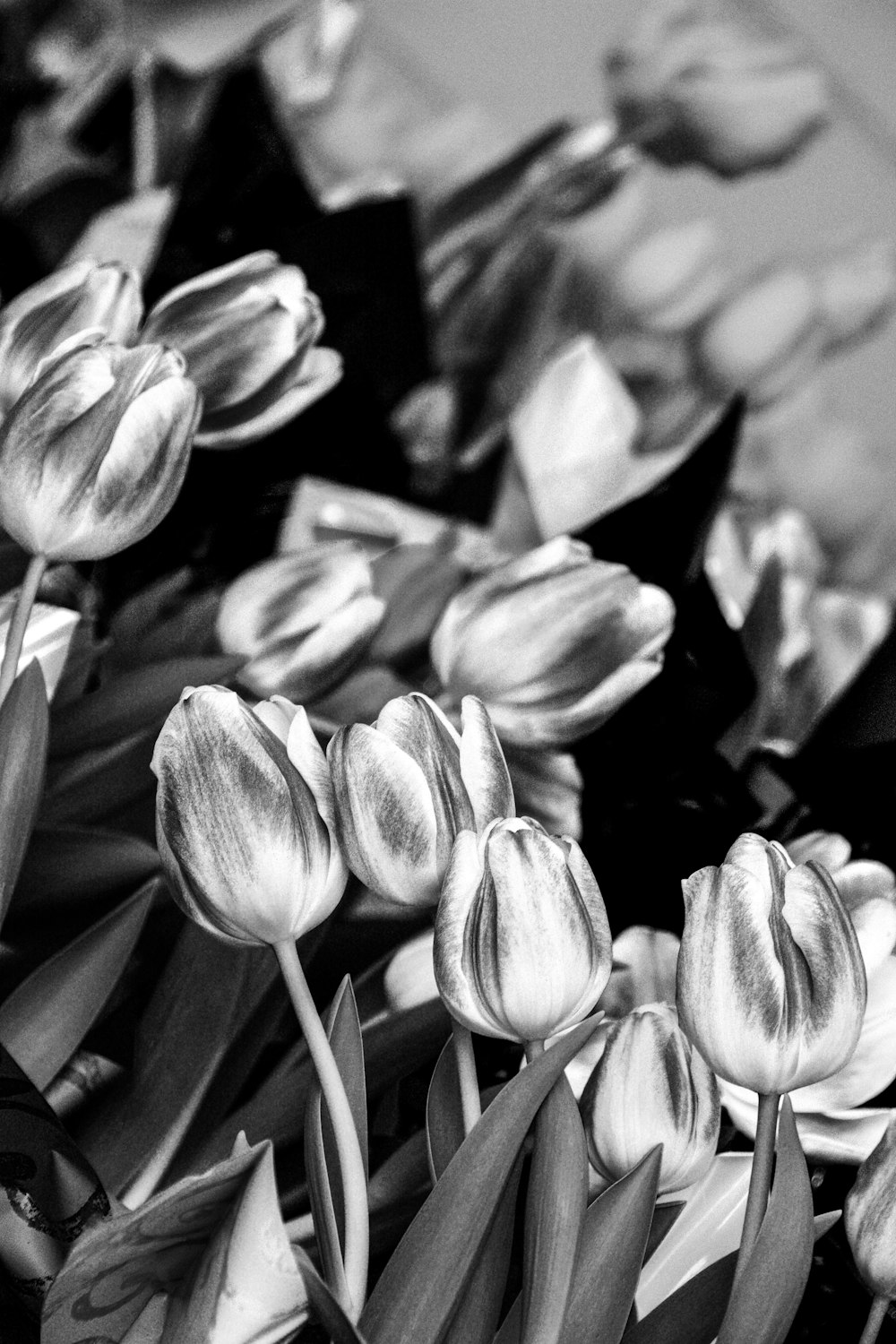 grayscale photography of tulips