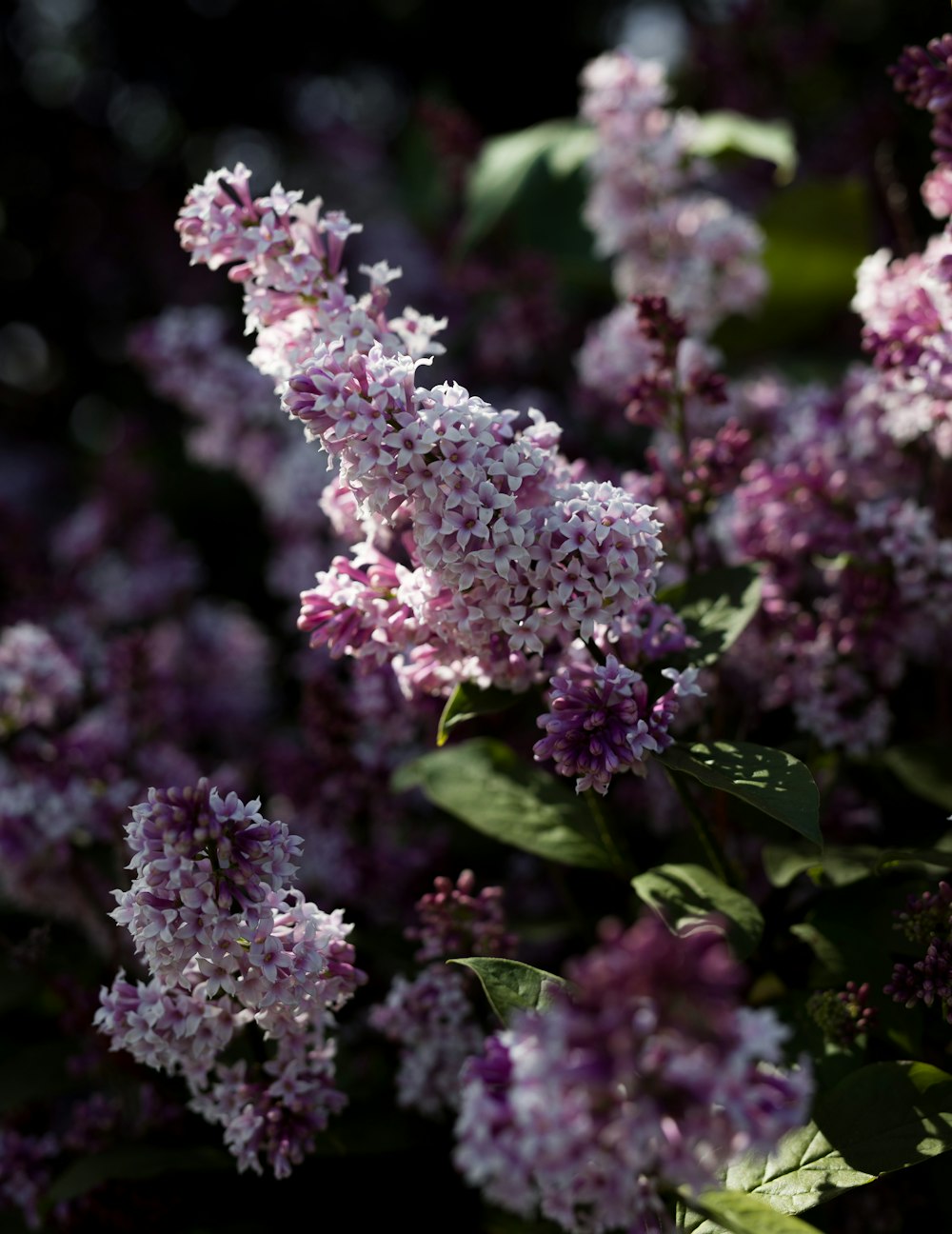 purple petaled flower