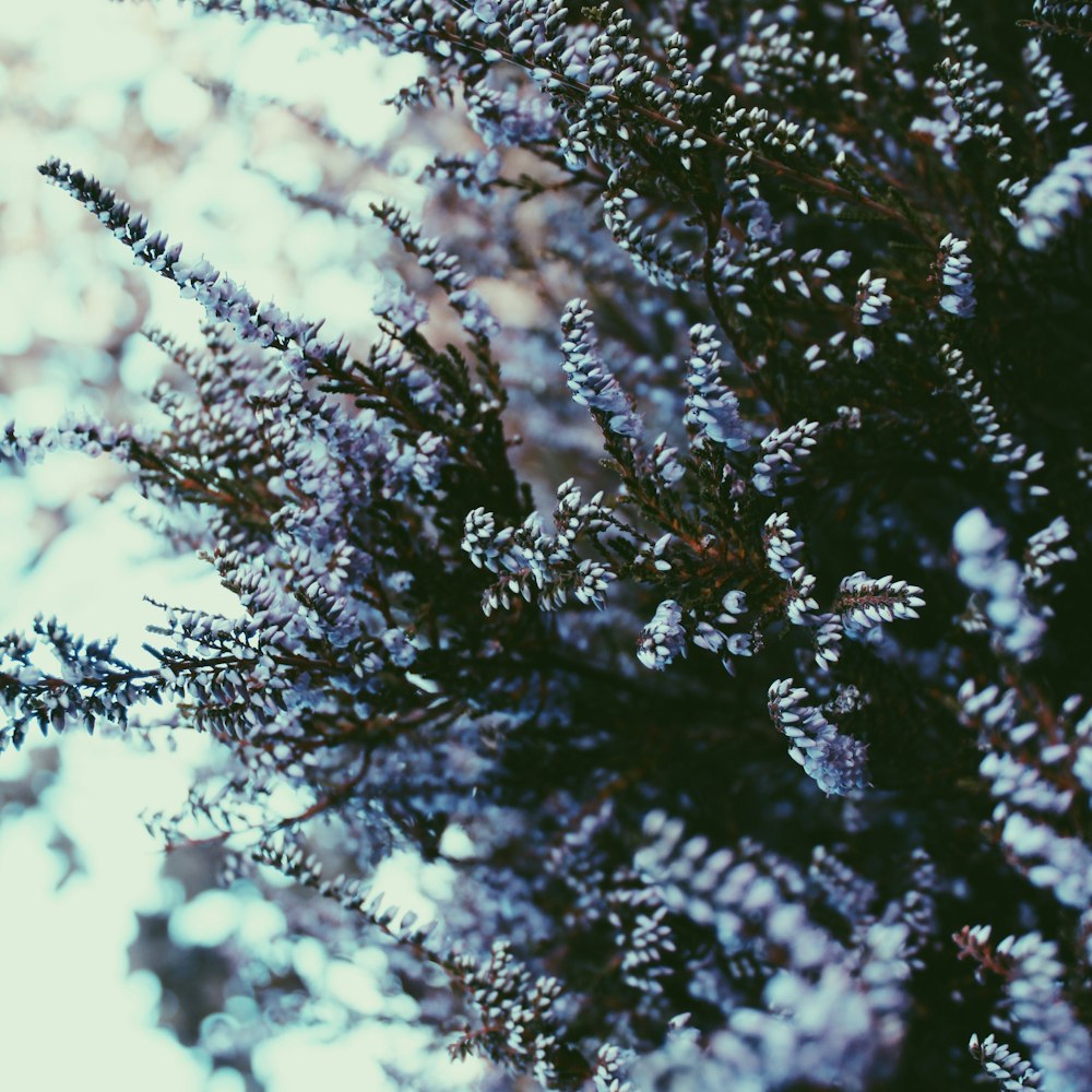 white-petaled flowers