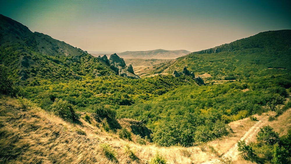 green-leafed trees during daytime