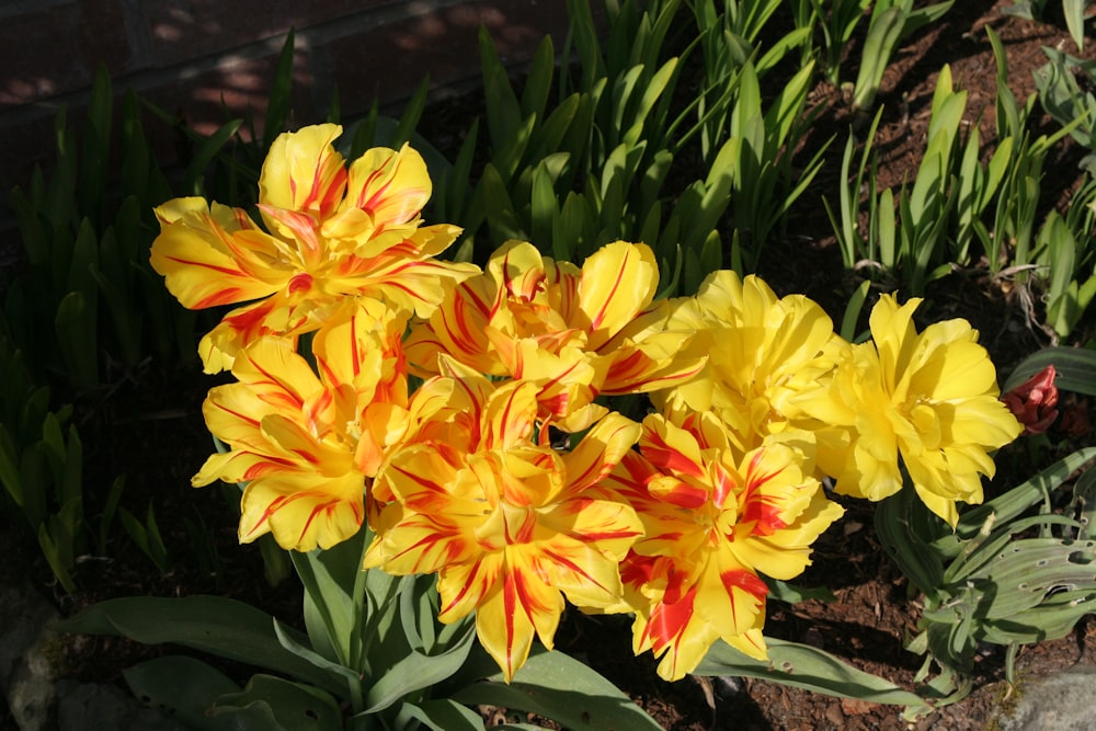 blooming yellow and red daffodil flowers
