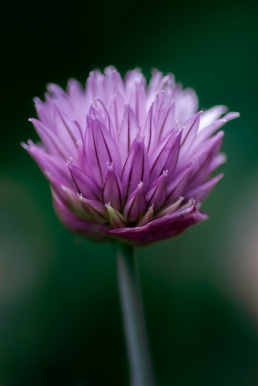 pink lotus flower