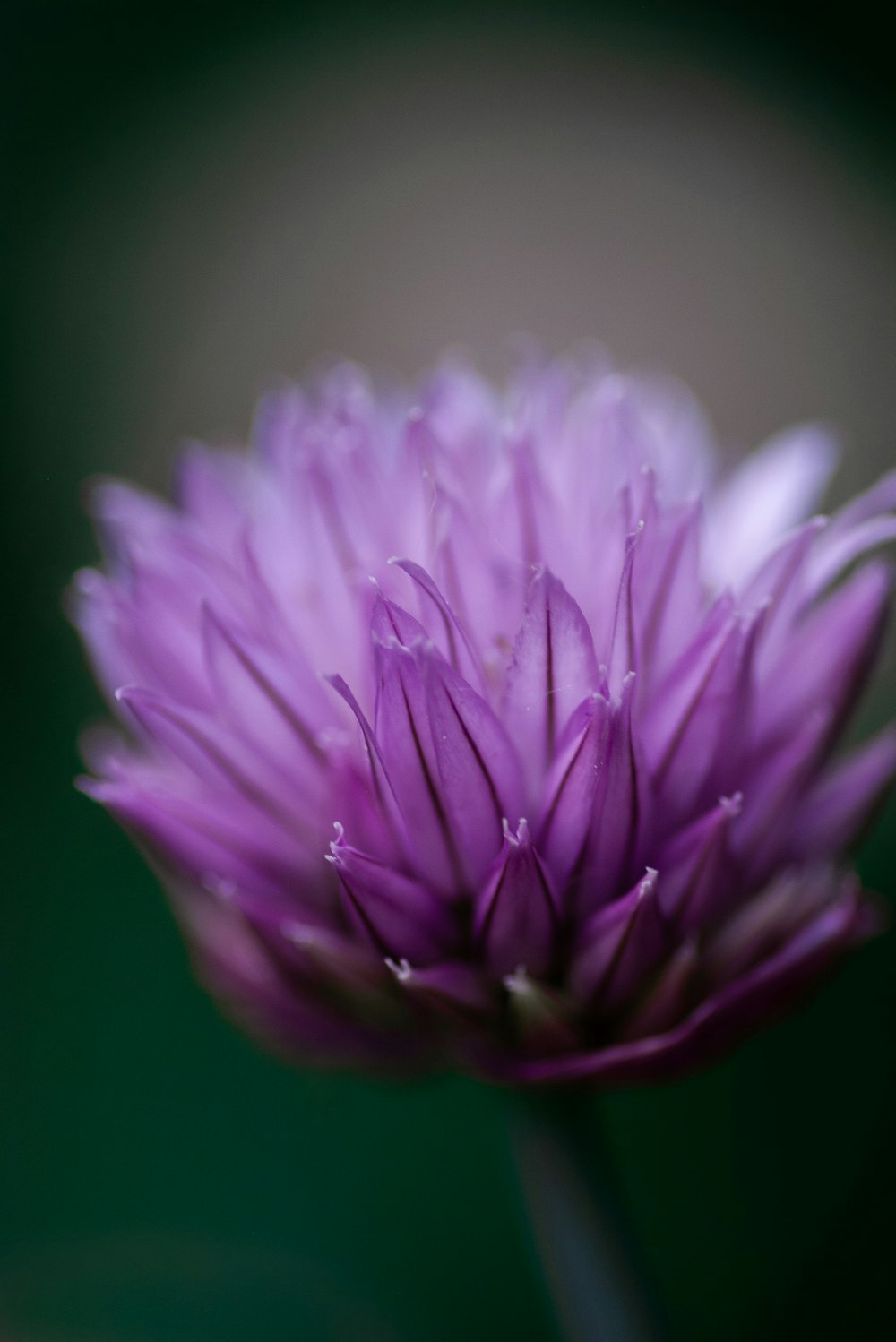 blooming purple cluster flower