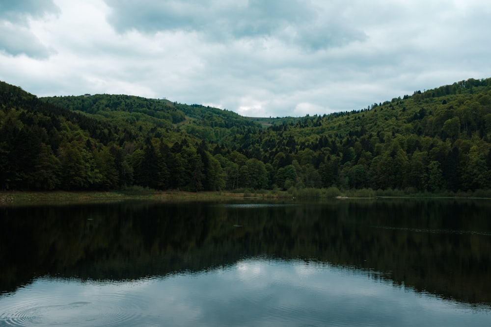 green trees covered hill across lake