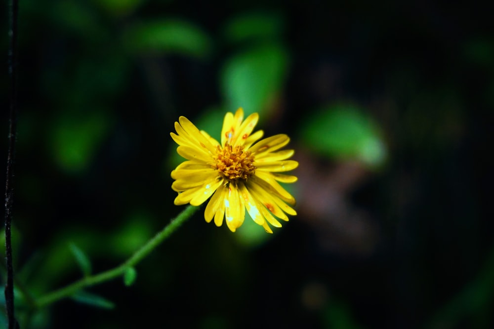 blooming yellow daisy flower