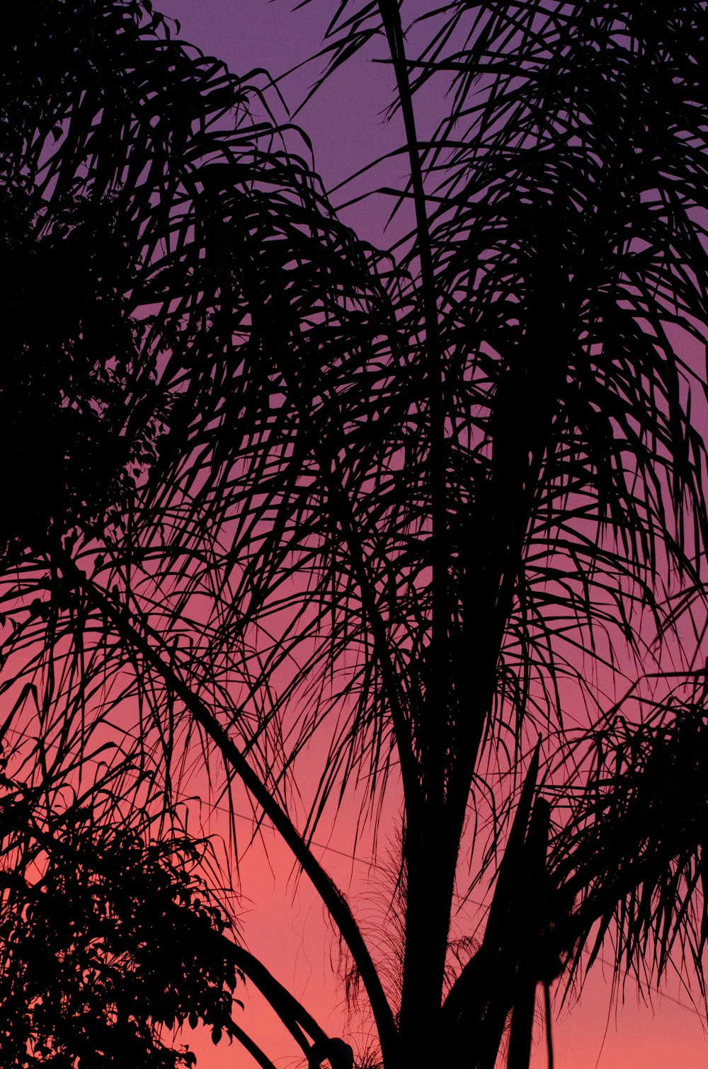 silhouette of tree