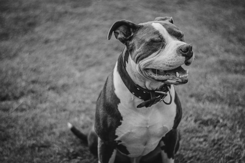 grayscale photo of dog