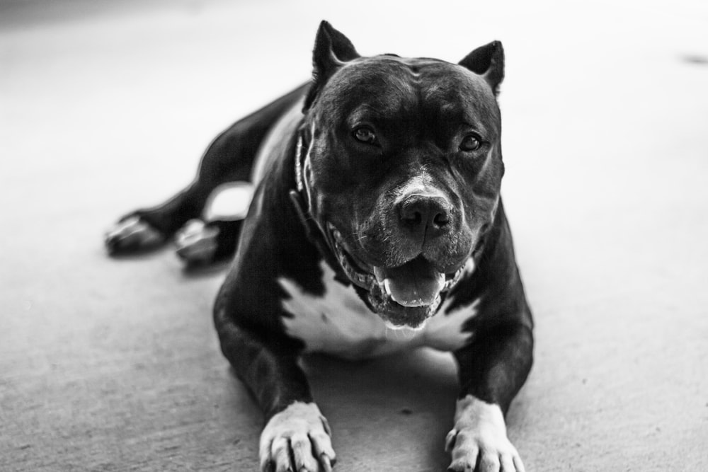 short-coated black and white dog